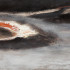 /thumbs/70&times;70&times;c/works-on-canvas/lvdw160601-25.jpg